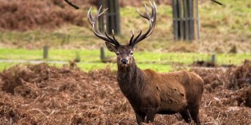 Deer steer for drivers