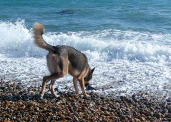 Council warns dog owners about rat poison found in park