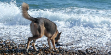 Council warns dog owners about rat poison found in park