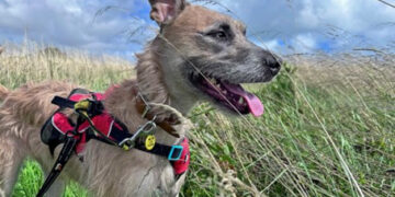 Lula the lurcher looks for new home after spending 1,000 days in charity’s care