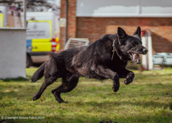 Police dog helps catch Range Rover theft suspects in St Leonards.