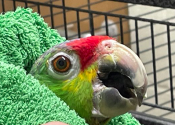 Ringmer animal charity appeal for sick parrot