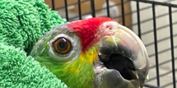 Ringmer animal charity appeal for sick parrot