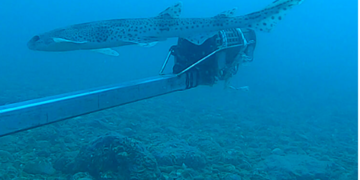 Rare shark found along Sussex coastline