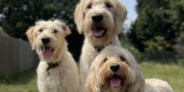 Care home to go on site of kennels