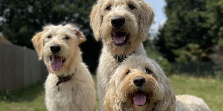 Care home to go on site of kennels