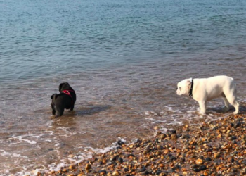 Council consultation on dog beach access opens in East Sussex