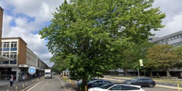 Bid to protect Town Centre trees under consideration
