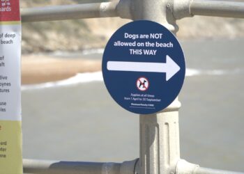 More dog access could be coming to some Sussex beaches