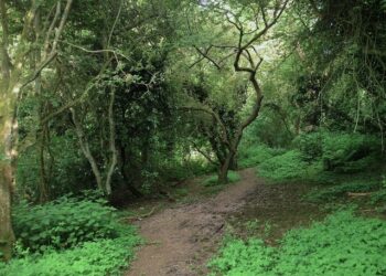 Newhaven woodland to be felled after ash dieback found