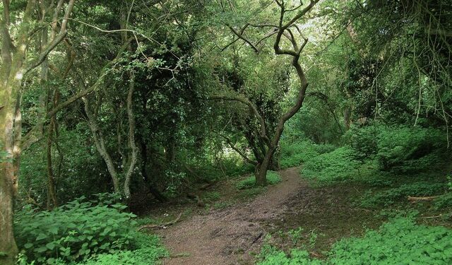 Bollen's Bush by Simon Carey, CC BY-SA 2.0 <https://creativecommons.org/licenses/by-sa/2.0>, via Wikimedia Commons Newhaven woodland to be felled after ash dieback found