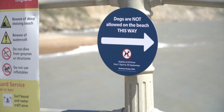 Dogs can go to the beach in Hastings next summer