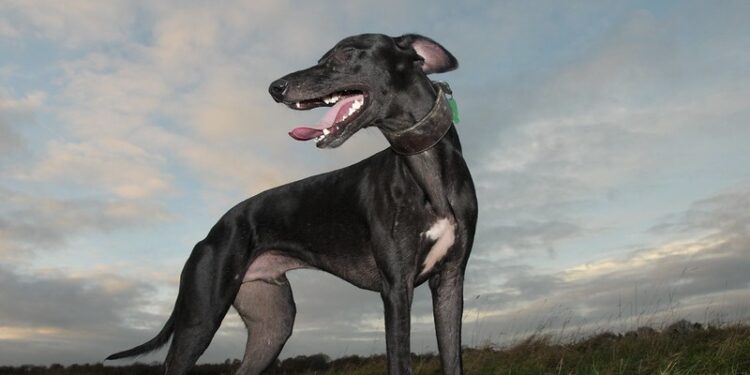Stock image of a whippet by Andy Carter on Flickr Police appeal to find whippet walker who picked up machete