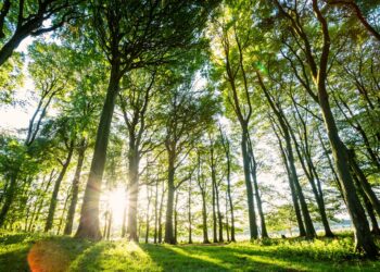 New woodland the size of five football pitches to be created this winter