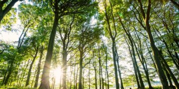 New woodland the size of five football pitches to be created this winter