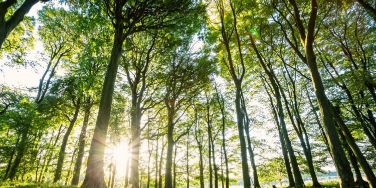 New woodland the size of five football pitches to be created this winter