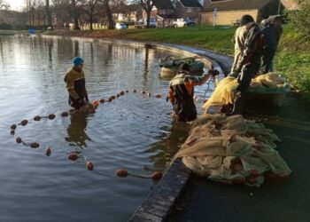 Fish removed from pond after hot weather and too much feeding the ducks pollutes water