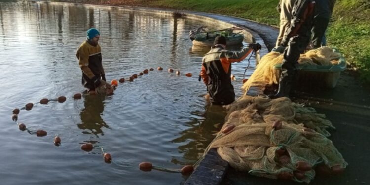 Fish removed from pond after hot weather and too much feeding the ducks pollutes water