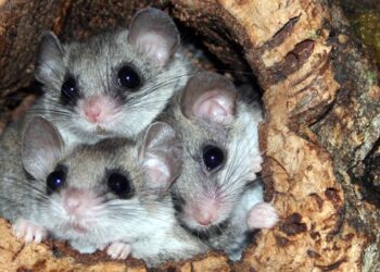 Could dormice save Smock Alley?