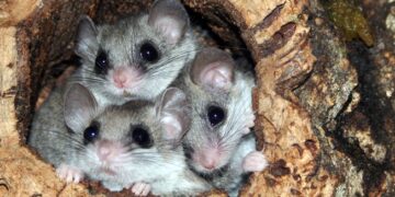 Could dormice save Smock Alley?