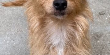 Animal neglect on the rise, RSPCA warns