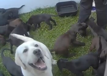 Dozens of starving puppies rescued from caravan