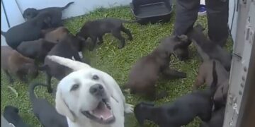 Dozens of starving puppies rescued from caravan