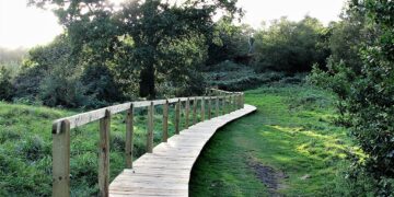 Dogs reportedly fall ill after eating drug-user poo