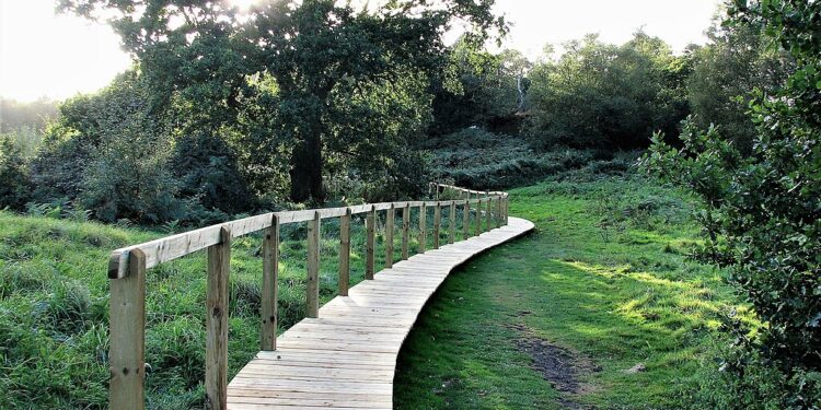 Dogs reportedly fall ill after eating drug-user poo