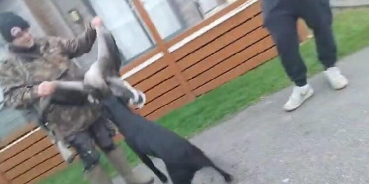 Armed police called after holiday park geese shot