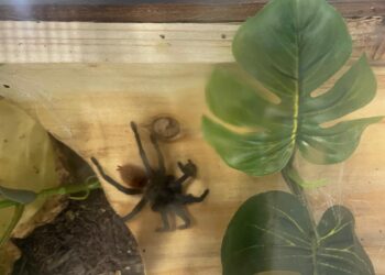 Tarantulas abandoned in Lewes