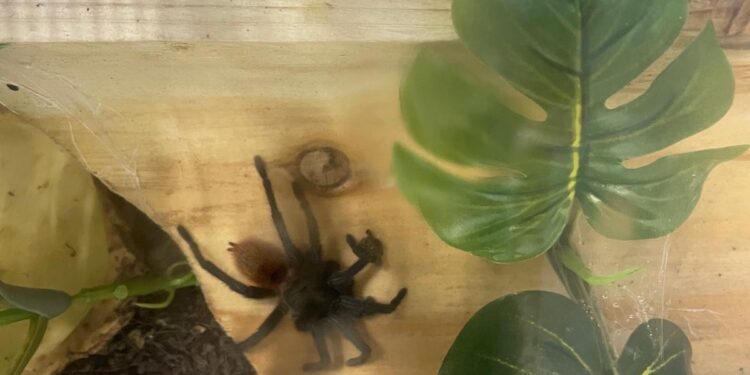 Tarantulas abandoned in Lewes