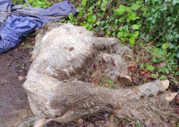 Appeal after ’emaciated’ horse found dumped by roadside