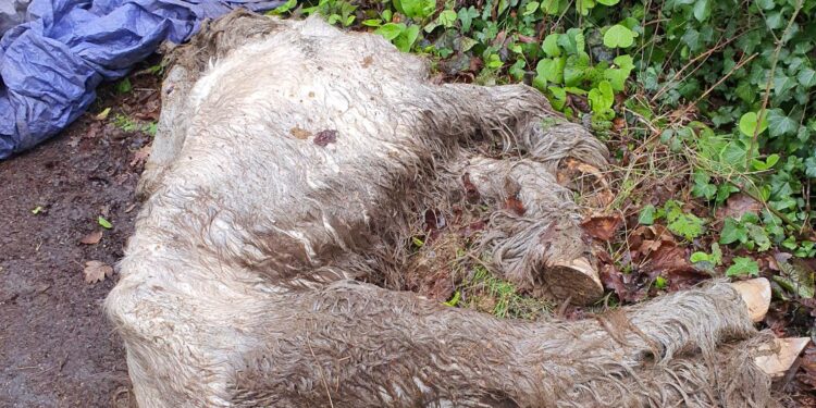 Appeal after ’emaciated’ horse found dumped by roadside
