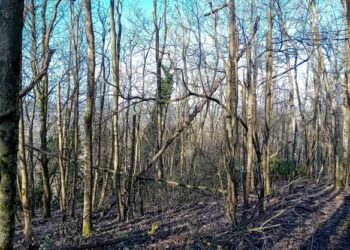 Scores of diseased trees in Worthing to be felled