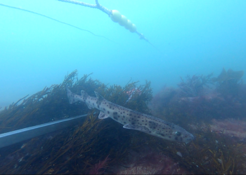 New underwater cameras track Sussex kelp forest recovery