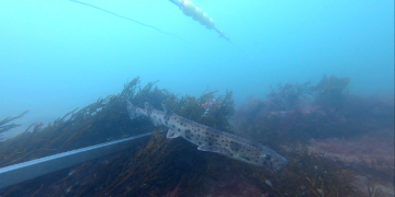 New underwater cameras track Sussex kelp forest recovery