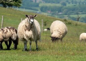 Two men due in court charged with killing a sheep