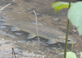 Time is running out to save Sussex tiger, warns naturalist