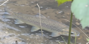 Time is running out to save Sussex tiger, warns naturalist