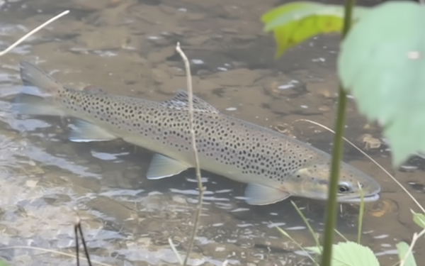 Time is running out to save Sussex tiger, warns naturalist