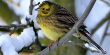 Big Farmland Bird Count extended until the weekend