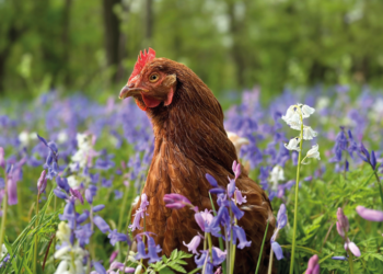 Charity urgently seeks homes for 200 hens facing slaughter