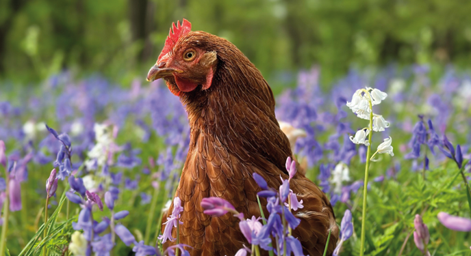 Charity urgently seeks homes for 200 hens facing slaughter